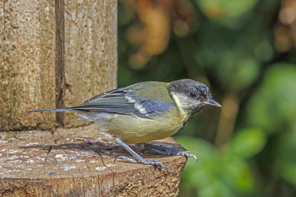 Reconnaître les oiseaux du jardin : 8 espèces courantes et leurs indices d&rsquo;identification