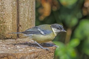 Reconnaître les oiseaux du jardin : 8 espèces courantes et leurs indices d&rsquo;identification